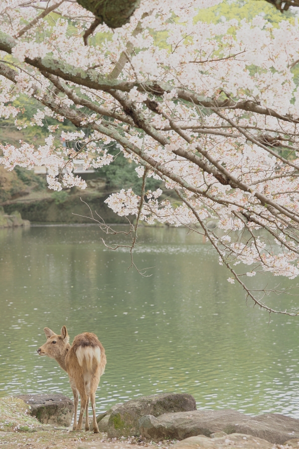 OM SYSTEM OM-1 Mark II + M.ZUIKO DIGITAL ED 50-200mm F2.8 IS PRO