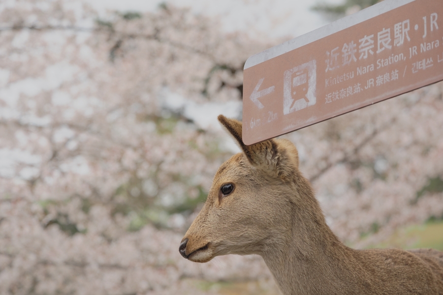 OM SYSTEM OM-1 Mark II + M.ZUIKO DIGITAL ED 50-200mm F2.8 IS PRO