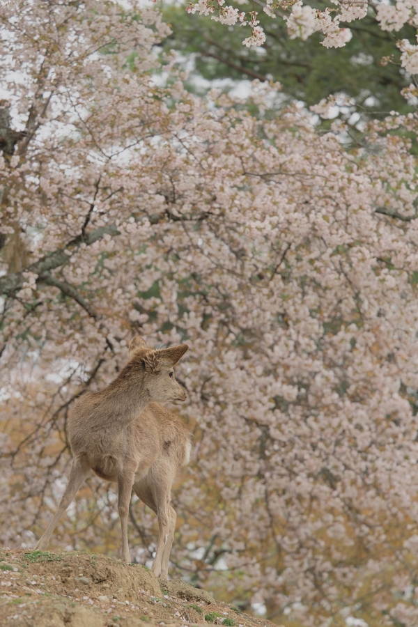 OM SYSTEM OM-1 Mark II + M.ZUIKO DIGITAL ED 50-200mm F2.8 IS PRO