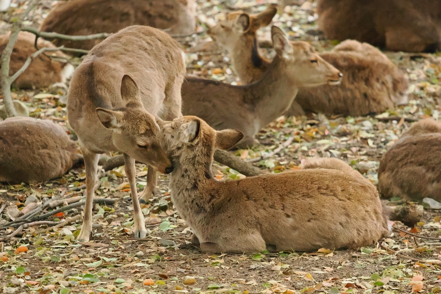 OM SYSTEM OM-1 Mark II + M.ZUIKO DIGITAL ED 50-200mm F2.8 IS PRO