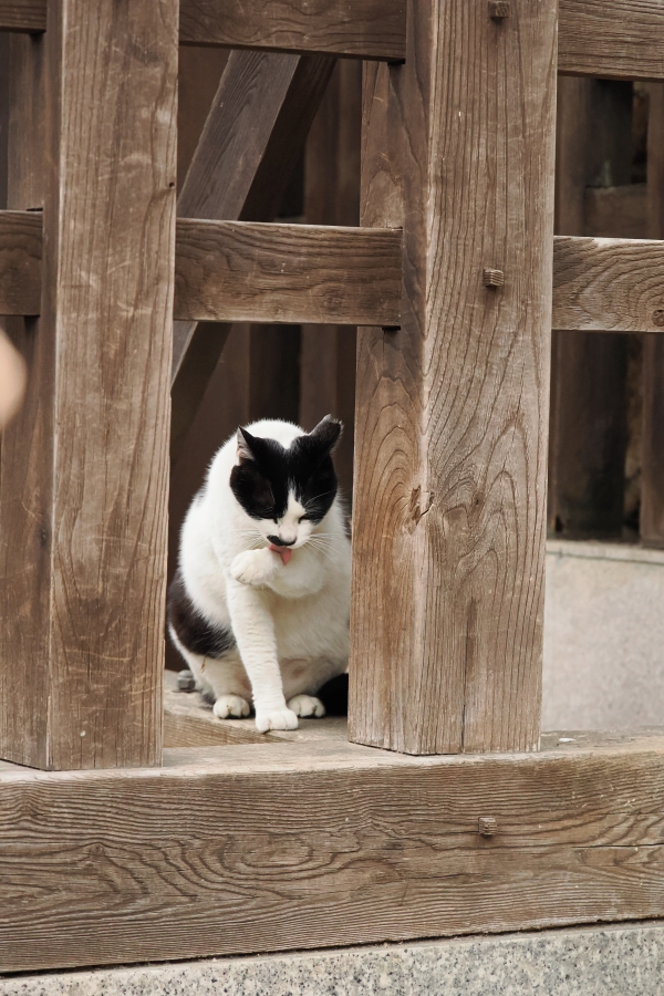 OM SYSTEM OM-1 Mark II + M.ZUIKO DIGITAL ED 50-200mm F2.8 IS PRO