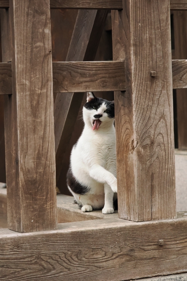 OM SYSTEM OM-1 Mark II + M.ZUIKO DIGITAL ED 50-200mm F2.8 IS PRO