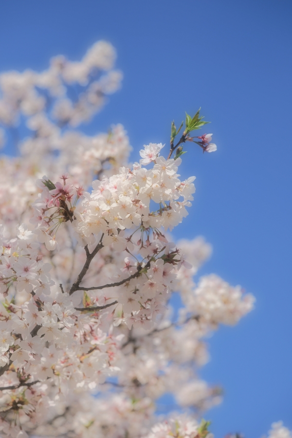 OM SYSTEM OM-3 + M.ZUIKO DIGITAL ED 50-200mm F2.8 IS PRO