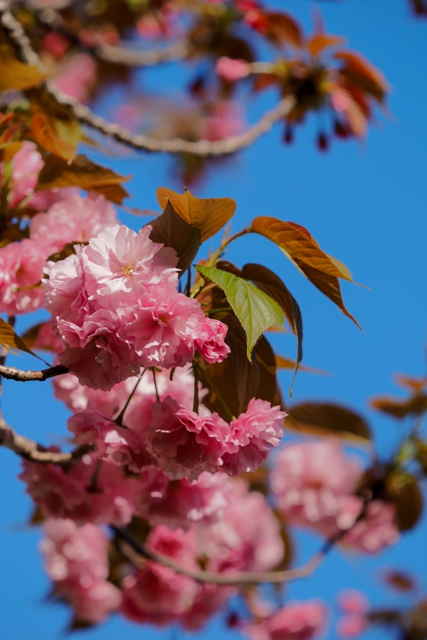 OM SYSTEM OM-3 + M.ZUIKO DIGITAL ED 50-200mm F2.8 IS PRO