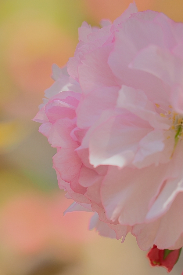 OM SYSTEM OM-3 + M.ZUIKO DIGITAL ED 50-200mm F2.8 IS PRO