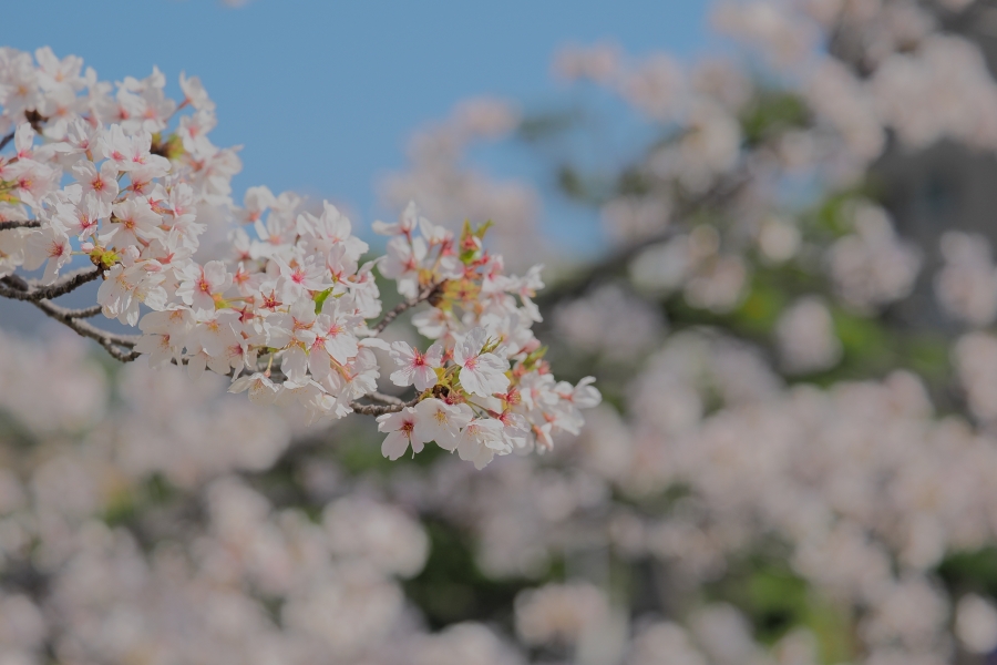 OM SYSTEM OM-3 + M.ZUIKO DIGITAL ED 50-200mm F2.8 IS PRO