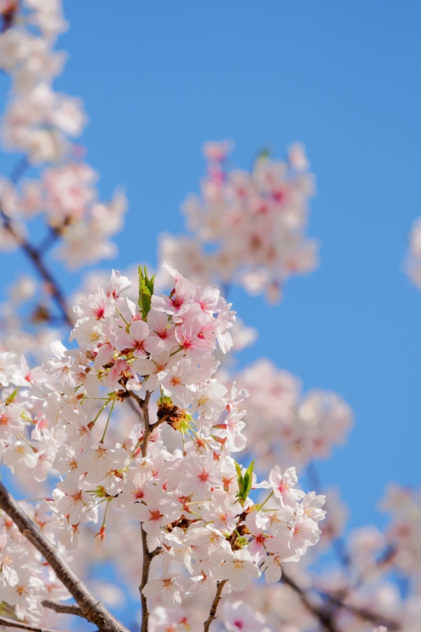 OM SYSTEM OM-3 + M.ZUIKO DIGITAL ED 50-200mm F2.8 IS PRO