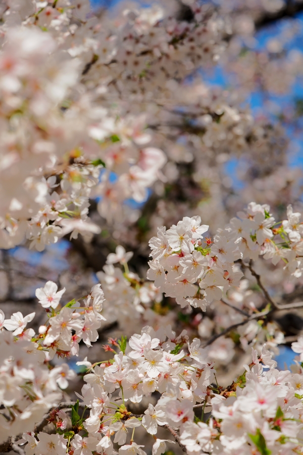 OM SYSTEM OM-3 + M.ZUIKO DIGITAL ED 50-200mm F2.8 IS PRO