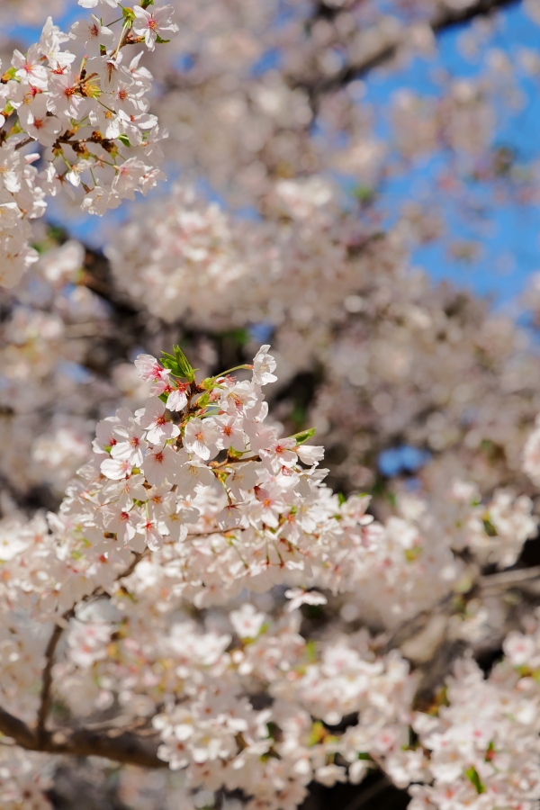 OM SYSTEM OM-3 + M.ZUIKO DIGITAL ED 50-200mm F2.8 IS PRO