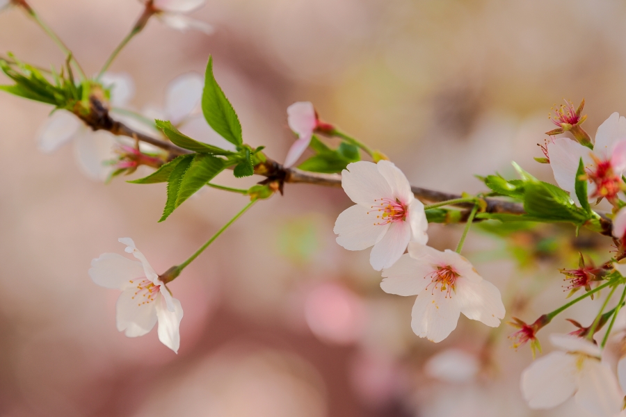 OM SYSTEM OM-3 + M.ZUIKO DIGITAL ED 50-200mm F2.8 IS PRO