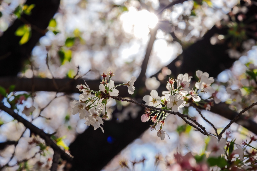 OM SYSTEM OM-3 + M.ZUIKO DIGITAL ED 50-200mm F2.8 IS PRO