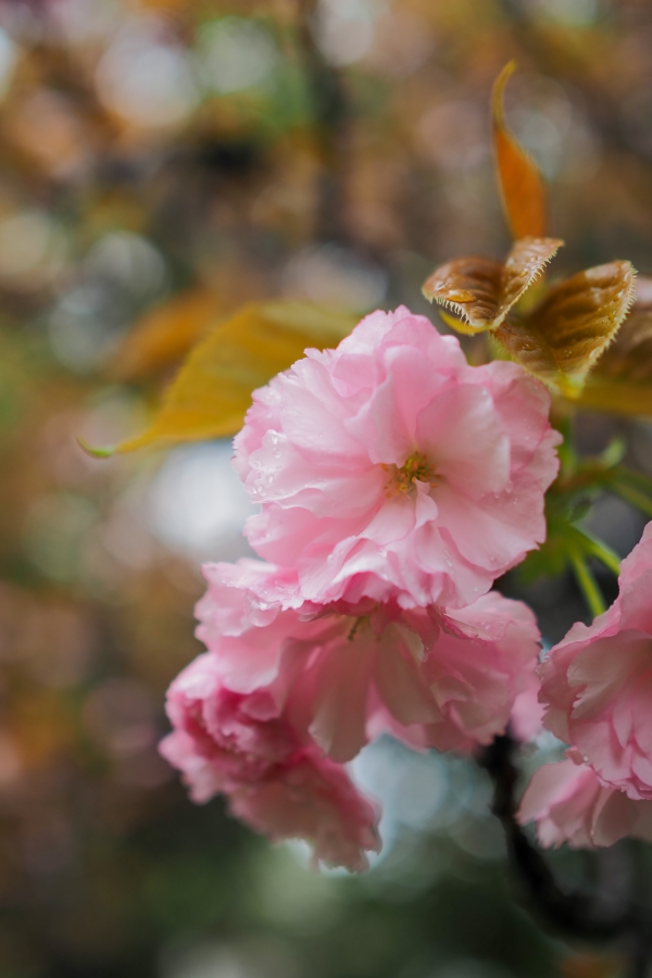 OM SYSTEM OM-5 Mark II + M.ZUIKO DIGITAL 25mm F1.8 II