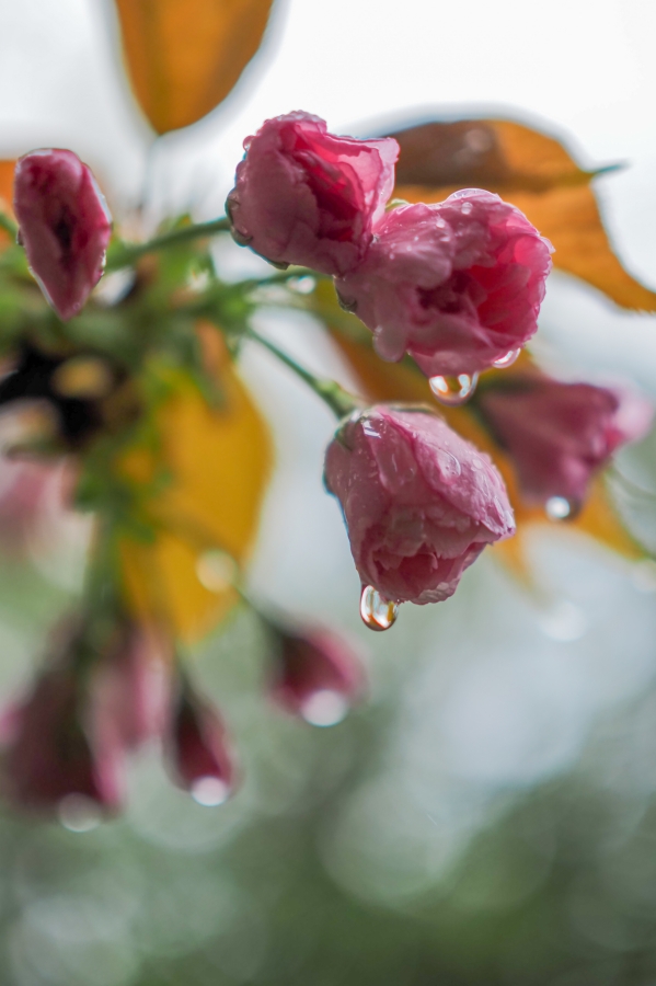 OM SYSTEM OM-5 Mark II + M.ZUIKO DIGITAL 25mm F1.8 II