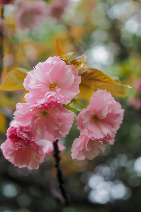 OM SYSTEM OM-5 Mark II + M.ZUIKO DIGITAL 25mm F1.8 II