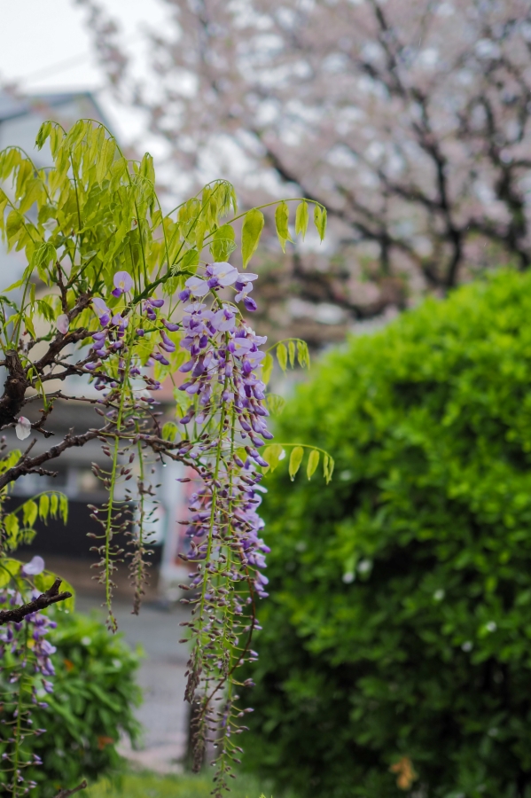 OM SYSTEM OM-5 Mark II + M.ZUIKO DIGITAL 25mm F1.8 II