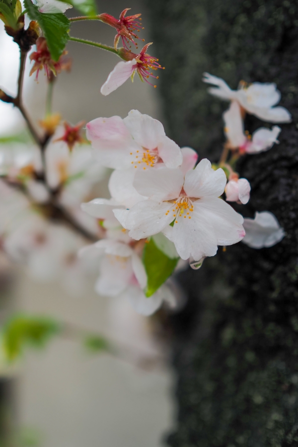 OM SYSTEM OM-5 Mark II + M.ZUIKO DIGITAL 25mm F1.8 II