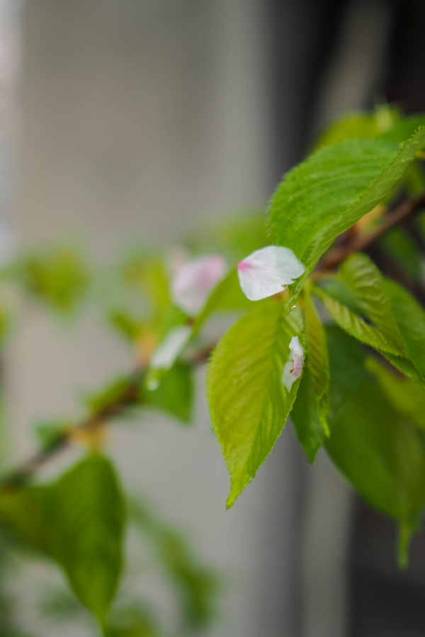 OM SYSTEM OM-5 Mark II + M.ZUIKO DIGITAL 25mm F1.8 II