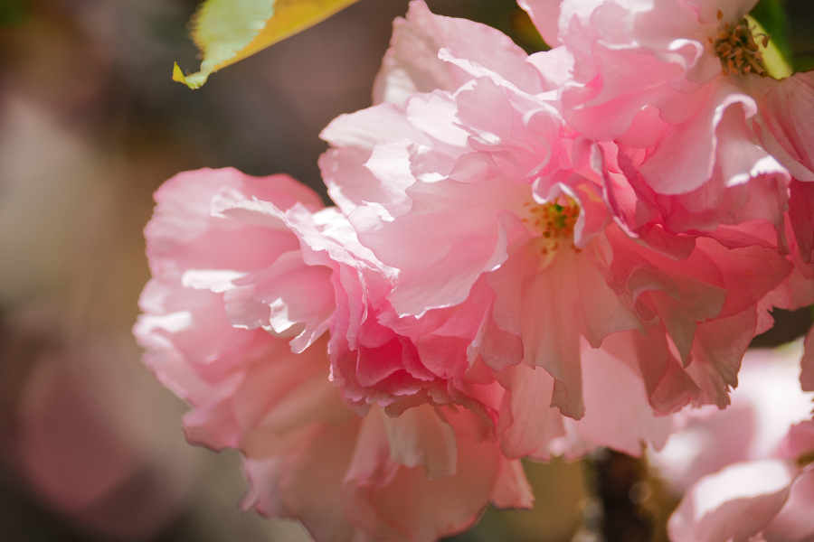 OM SYSTEM OM-3 + M.ZUIKO DIGITAL ED 40-150mm F4.0 PRO