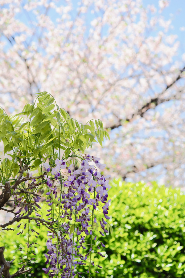 OM SYSTEM OM-3 + M.ZUIKO DIGITAL ED 40-150mm F4.0 PRO