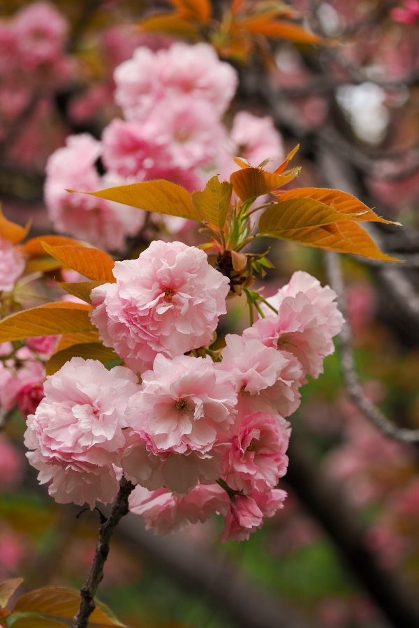 OM SYSTEM OM-1 Mark II + M.ZUIKO DIGITAL ED 40-150mm F4.0 PRO