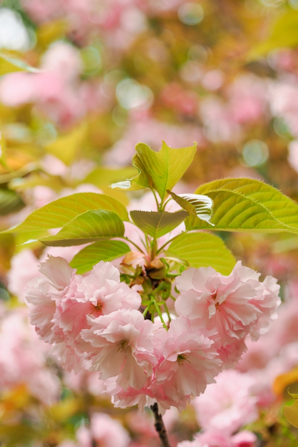 OM SYSTEM OM-1 Mark II + M.ZUIKO DIGITAL ED 40-150mm F4.0 PRO