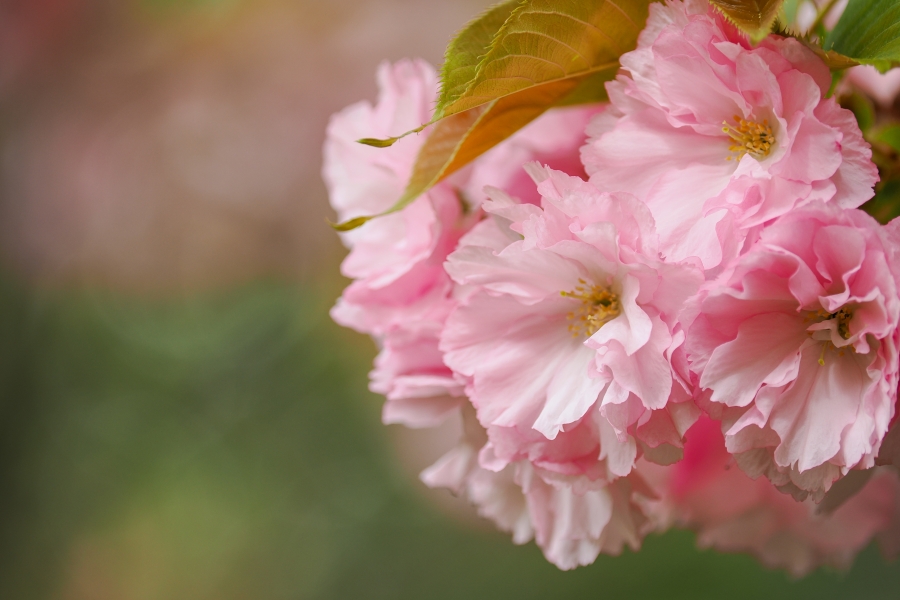 OM SYSTEM OM-1 Mark II + M.ZUIKO DIGITAL ED 40-150mm F4.0 PRO