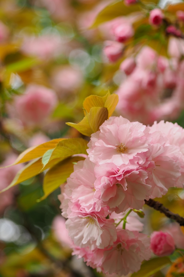 OM SYSTEM OM-1 Mark II + M.ZUIKO DIGITAL ED 40-150mm F4.0 PRO