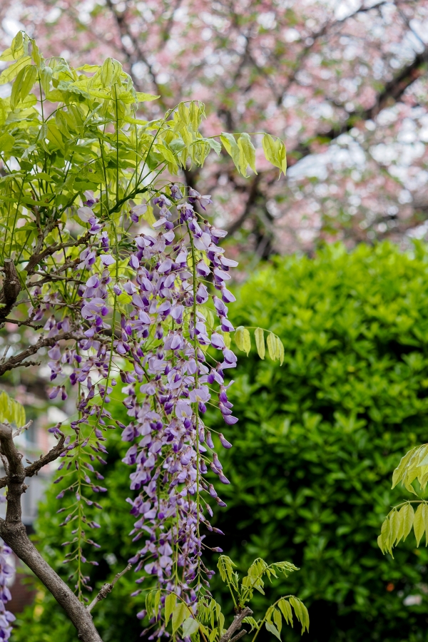 OM SYSTEM OM-1 Mark II + M.ZUIKO DIGITAL ED 40-150mm F4.0 PRO