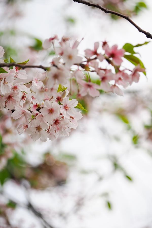 OM SYSTEM OM-1 Mark II + M.ZUIKO DIGITAL ED 40-150mm F4.0 PRO