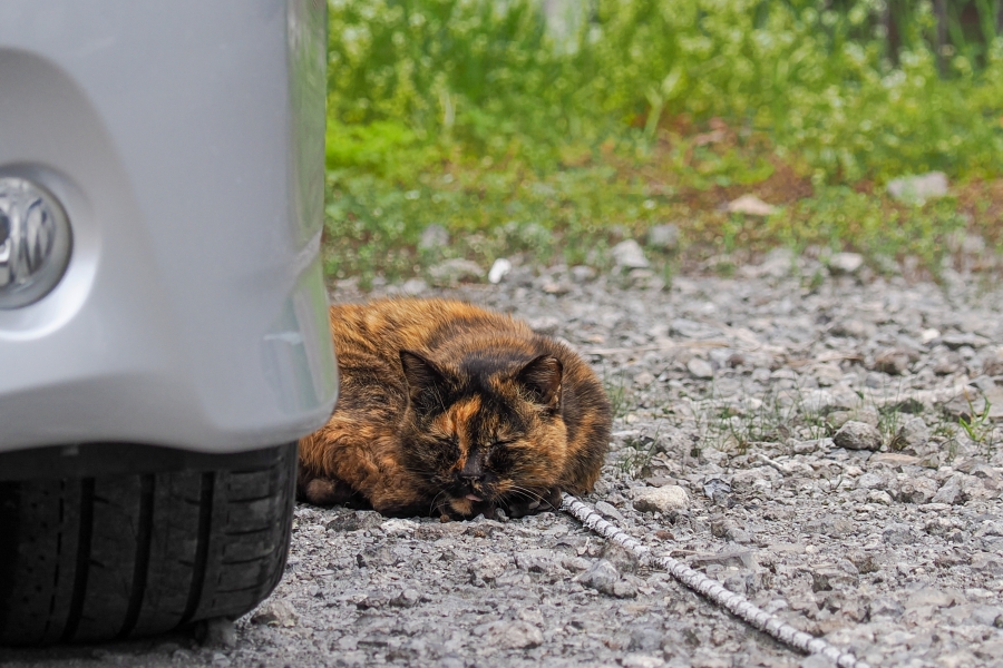 OM SYSTEM OM-1 Mark II + M.ZUIKO DIGITAL ED 40-150mm F4.0 PRO