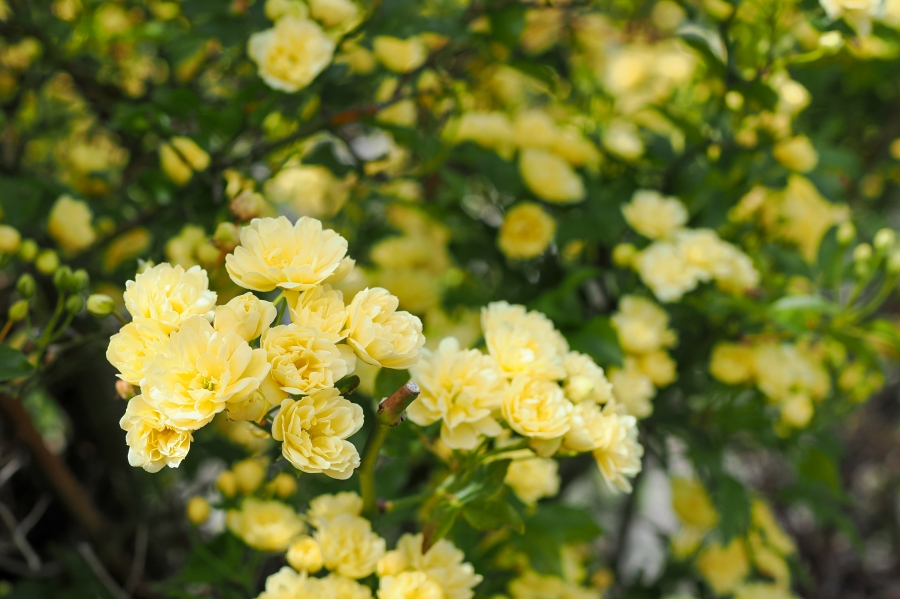 OM SYSTEM OM-1 Mark II + M.ZUIKO DIGITAL 25mm F1.8 II