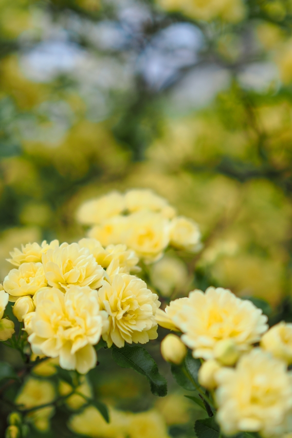 OM SYSTEM OM-1 Mark II + M.ZUIKO DIGITAL 25mm F1.8 II