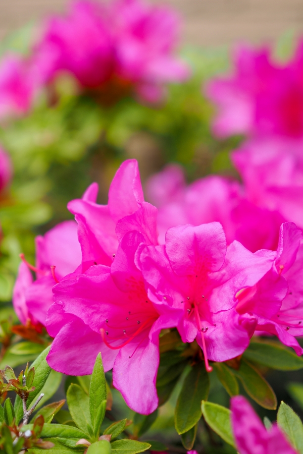 OM SYSTEM OM-1 Mark II + M.ZUIKO DIGITAL 25mm F1.8 II