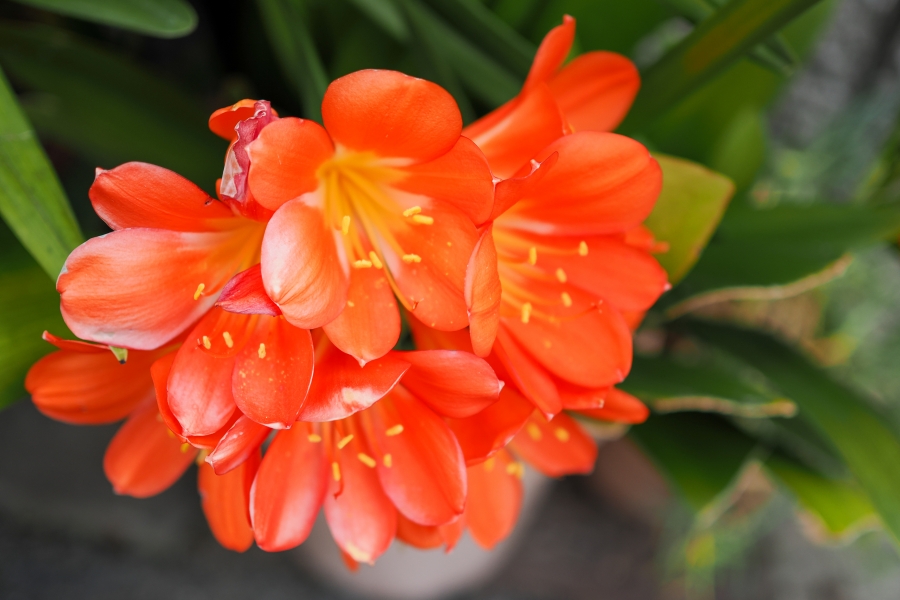 OM SYSTEM OM-1 Mark II + M.ZUIKO DIGITAL 25mm F1.8 II