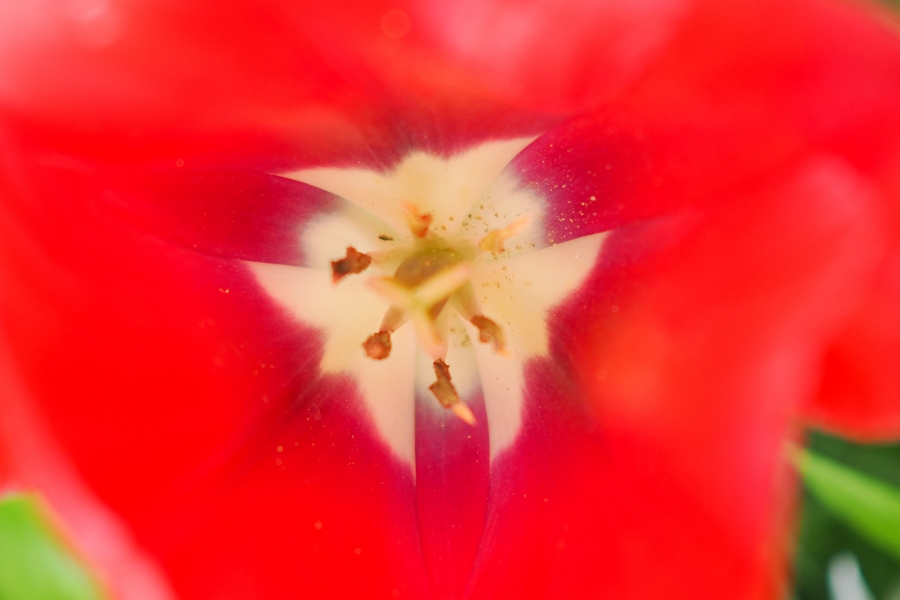 OM SYSTEM OM-1 Mark II + M.ZUIKO DIGITAL 25mm F1.8 II