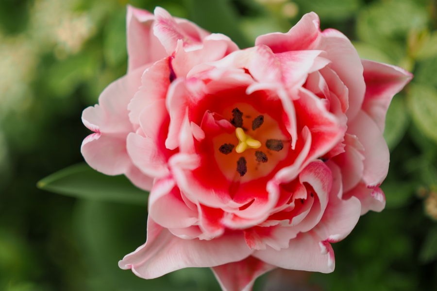 OM SYSTEM OM-1 Mark II + M.ZUIKO DIGITAL 25mm F1.8 II