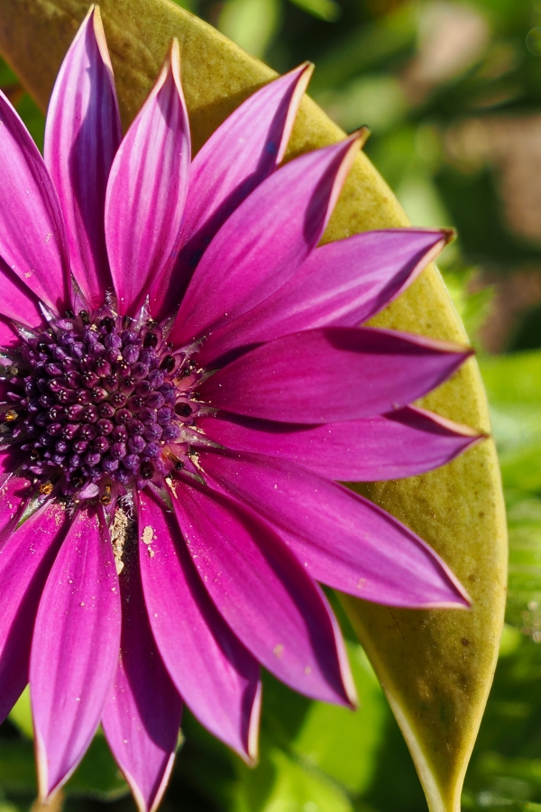 OM SYSTEM OM-1 Mark II + M.ZUIKO DIGITAL ED 12-45mm F4.0 PRO