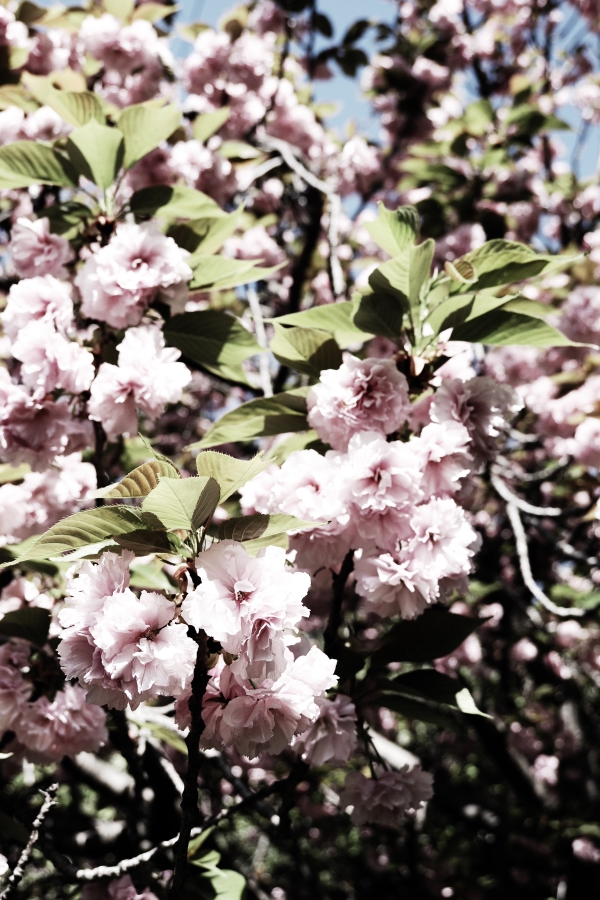 OM SYSTEM OM-1 Mark II + M.ZUIKO DIGITAL ED 12-45mm F4.0 PRO