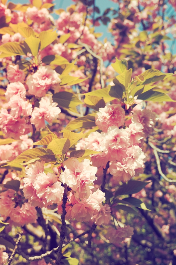 OM SYSTEM OM-1 Mark II + M.ZUIKO DIGITAL ED 12-45mm F4.0 PRO