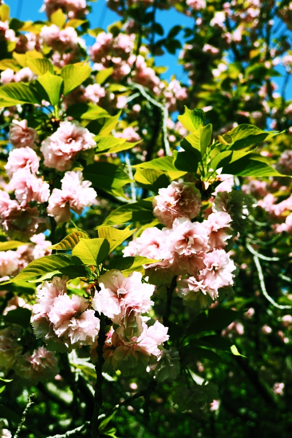 OM SYSTEM OM-1 Mark II + M.ZUIKO DIGITAL ED 12-45mm F4.0 PRO