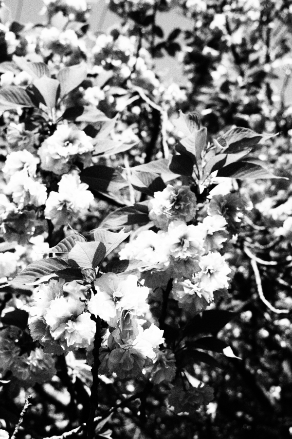 OM SYSTEM OM-1 Mark II + M.ZUIKO DIGITAL ED 12-45mm F4.0 PRO