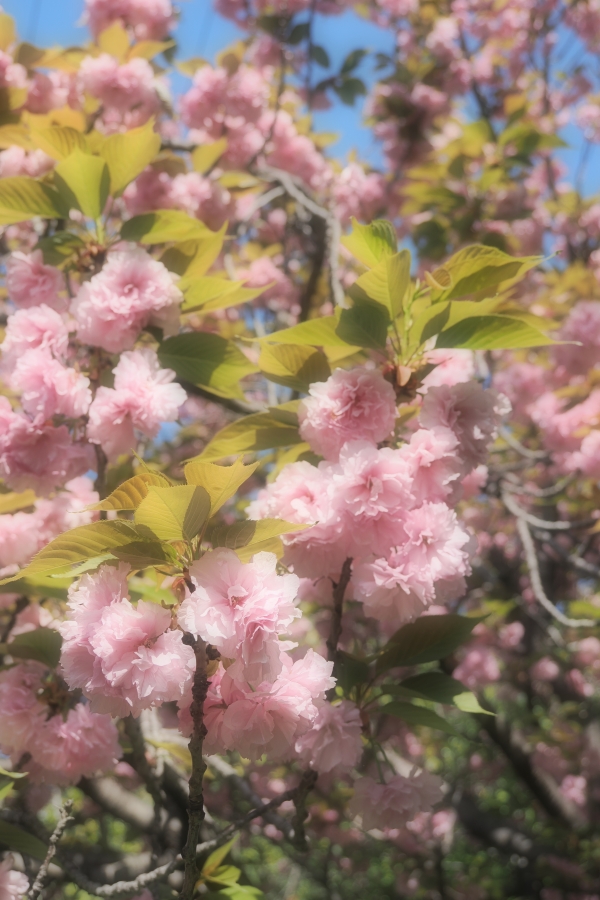 OM SYSTEM OM-1 Mark II + M.ZUIKO DIGITAL ED 12-45mm F4.0 PRO