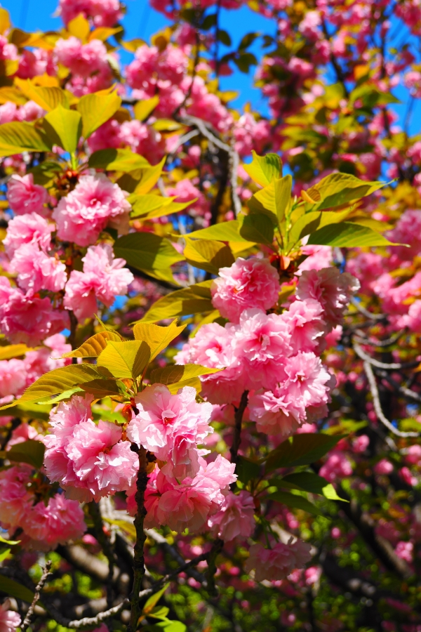 OM SYSTEM OM-1 Mark II + M.ZUIKO DIGITAL ED 12-45mm F4.0 PRO