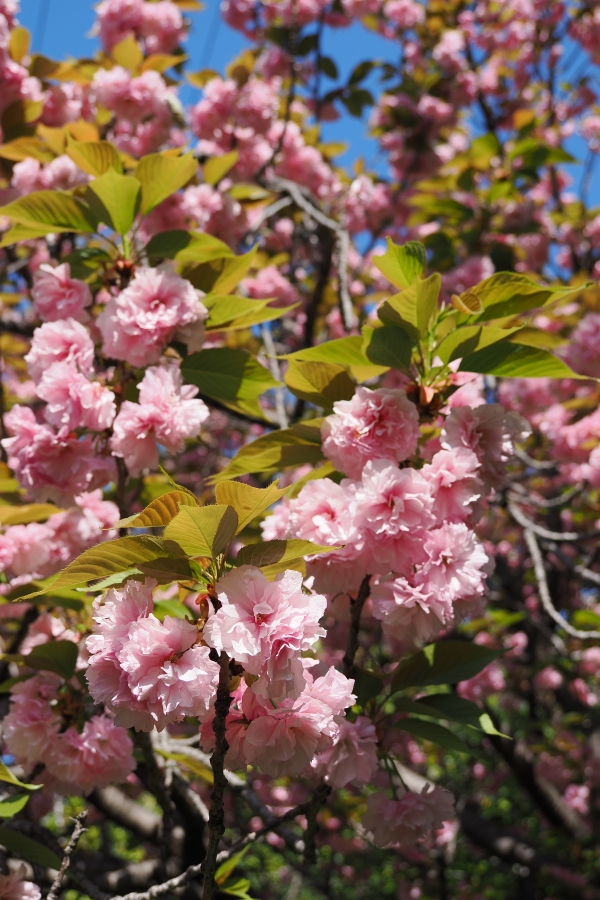 OM SYSTEM OM-1 Mark II + M.ZUIKO DIGITAL ED 12-45mm F4.0 PRO