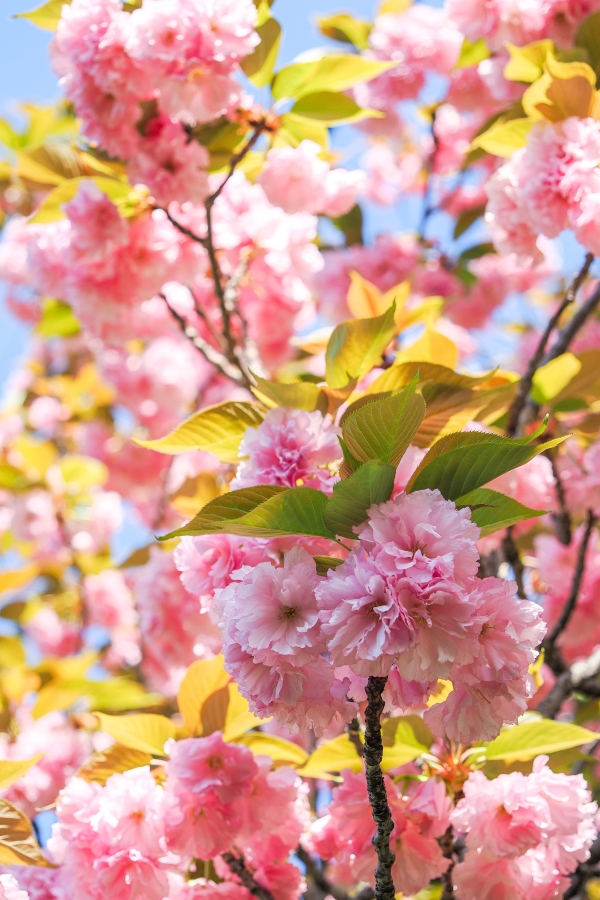 OM SYSTEM OM-1 Mark II + M.ZUIKO DIGITAL ED 12-45mm F4.0 PRO