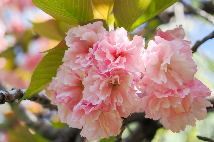 OM SYSTEM OM-1 Mark II + M.ZUIKO DIGITAL ED 12-45mm F4.0 PRO