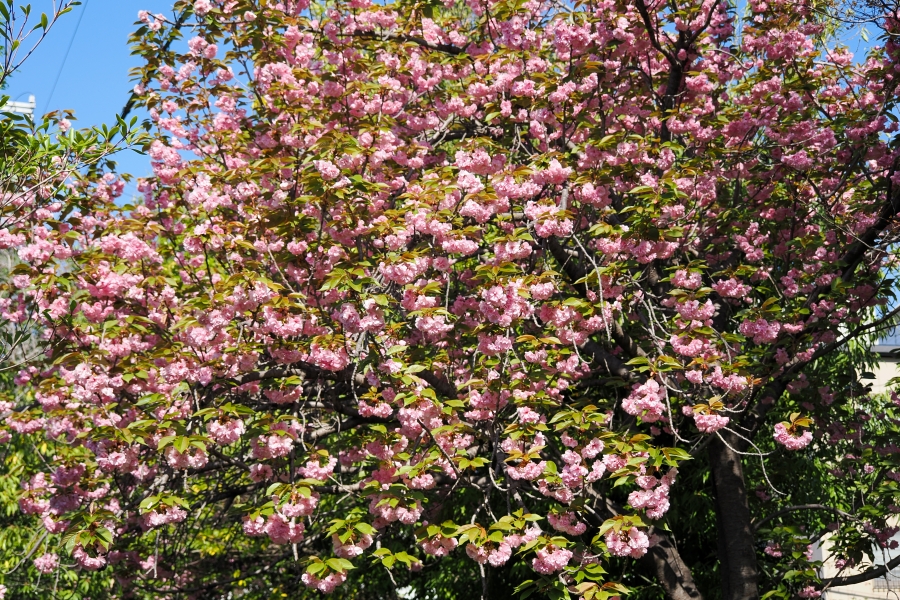 OM SYSTEM OM-1 Mark II + M.ZUIKO DIGITAL ED 12-45mm F4.0 PRO