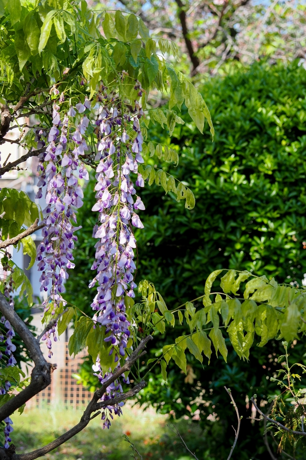 OM SYSTEM OM-1 Mark II + M.ZUIKO DIGITAL ED 12-45mm F4.0 PRO