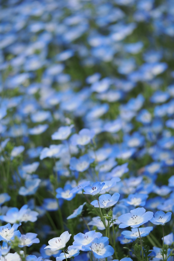 OM SYSTEM OM-1 Mark II + M.ZUIKO DIGITAL ED 60mm F2.8 Macro