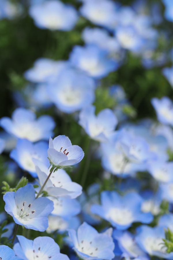 OM SYSTEM OM-1 Mark II + M.ZUIKO DIGITAL ED 60mm F2.8 Macro